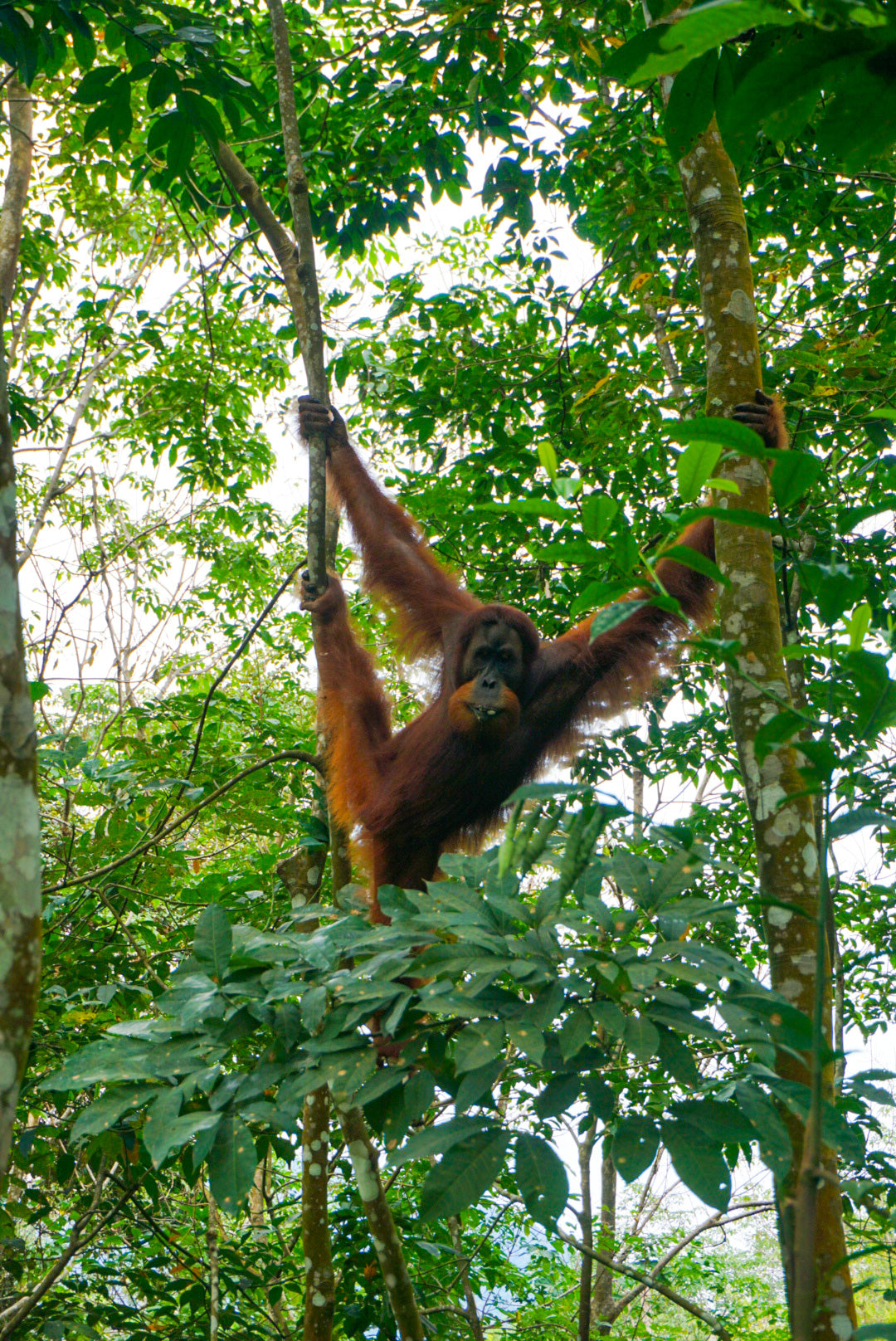 Sumatra Earrings